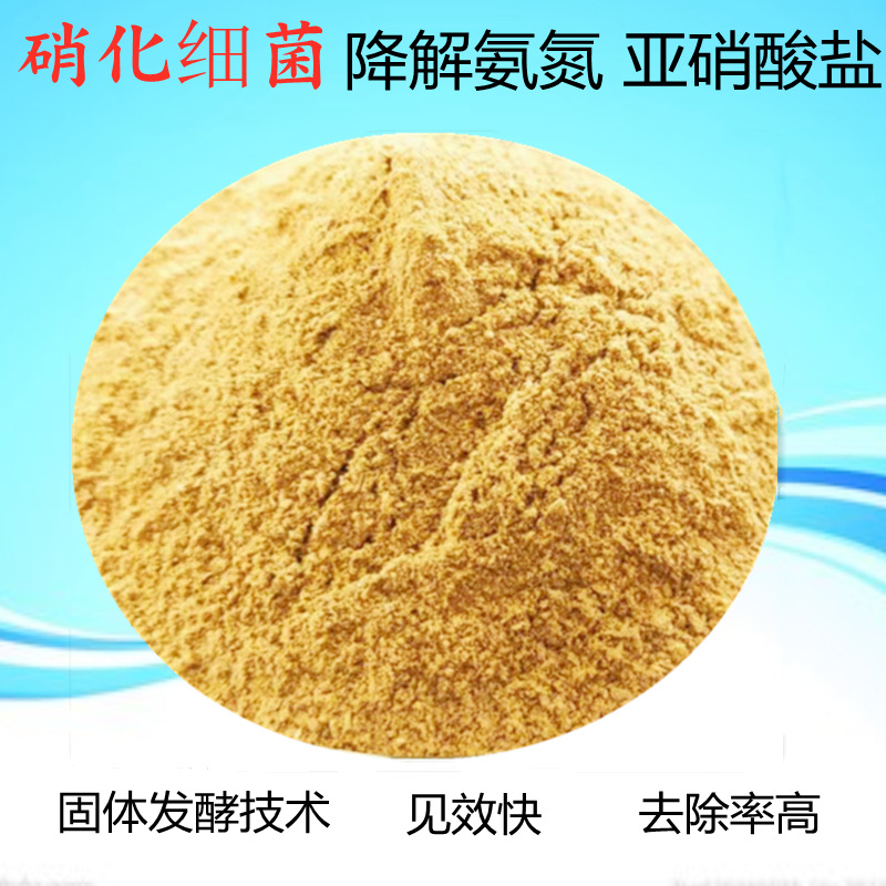 污水处理硝化细菌
