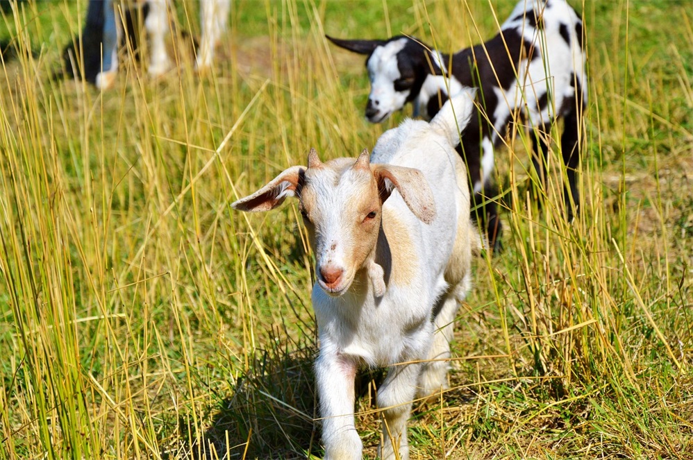 goat-2515662_1280.jpg